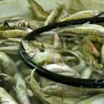 Пять цехов по переработке рыбы создадут в Туркестанской области
