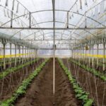 «Ауыл аманаты»: фермер из Жетысу планирует расширить тепличный бизнес