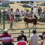 Животноводы Казахстана проведут Национальный конкурс на лучшего быка