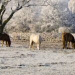 Нечем кормить скот – на пастбищах в Павлодарской области образовался ледяной наст
