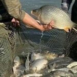 В Туркестанской области активно занялись разведением рыбы