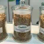 Новые сорта пшеницы предложили фермерам на AgriTek/FarmTek