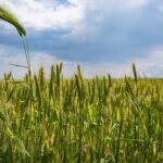 Статистика поможет костанайцам в борьбе с «серым» импортом зерна