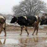 Пострадавшие от паводков карагандинские фермеры могут обратиться за помощью к государству
