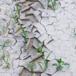 «Казгидромет» опубликовал прогноз засушливости на май. Засуха ждёт фермеров Кызылординской области