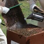 Программу развития пчеловодства разработают в Казахстане