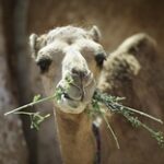 Как развивается верблюдоводство в Туркестанской области