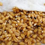 Проросшие и патогенные семена пшеницы вынуждены будут сеять аграрии в этом году