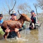 Около 216 млн тенге выплатили владельцам погибшего скота в Актюбинской области