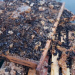 Пчеловод смог отсудить компенсацию за уничтоженную пасеку в Павлодарской области