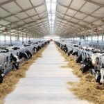 В Карагандинской области открыли современную молочно-товарную ферму