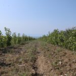 3,5 млн деревьев и углеродные кредиты: Казахстан запустил крупнейшую экоинициативу в Центральной Азии