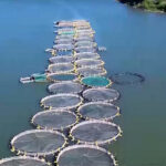 На востоке Казахстана развивают промышленное рыбоводство