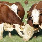 Крестьянское хозяйство в ЗКО закупит крупную партию племенного скота в Беларуси