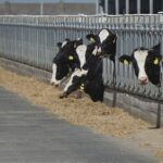 Как «поумнели» фермы Павлодарской области