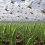 Задействовали агродроны. Министр сельского хозяйства проверил, как идёт борьба с саранчой в Костанайской области