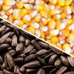 Завод по производству семян запустили в области Жетісу