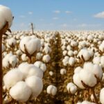 Кризис хлопка в Казахстане: дефицит воды, нерентабельность и экспорт сырья