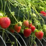 Клубнику на гидропонике начали выращивать в Мангистау