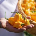 Как основатель компании по автоэвакуации стал фермером и теперь выращивает самые острые перцы в пригороде Алматы