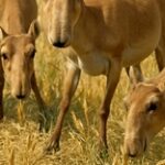 Сайгаки вытоптали тысячи гектаров посевов в Карагандинской области