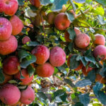 Аты аңызға айналған апорт сорты қайта өсіріле бастады