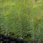 Ақмола облысында жаңа орман тұқымбағы ашылды