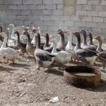 Қызылордада сотталғандар үйрек-қаз өсіріп жүр