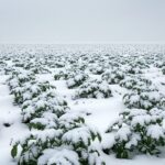 Картофель под снегом: в районах создадут группы для помощи павлодарским фермерам