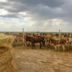 Ослы погибли от голода в Жамбылской области: оштрафован фермер