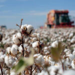 Түркістан облысында «AQ-DALA» мақташылар фестивалі өтті