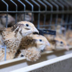 История успеха: хозяева перепелиной фермы в селе Уштобе снабжают Караганду полезной продукцией