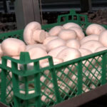 Крупную грибную ферму полного цикла открыли в СКО