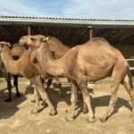 В Казахстане появился новый заводской тип верблюдов для молочного животноводства