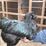 Темірі мен мырышы көп: Қазақстандық тауық тұқымы несімен ерекше