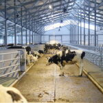 В ВКО появилась ещё одна современная молочно-товарная ферма