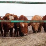 В Акмолинскую область завезено 4 300 голов КРС калмыцкой породы