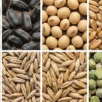 Семеноводческие хозяйства Глубоковского района ВКО объединяются в кластер