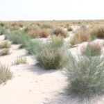 Пастбища создадут на осушенном дне Аральского моря