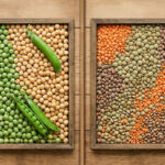 Экспорт бобовых из Казахстана резко вырос