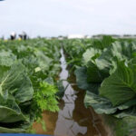 Первый урожай капусты вырастили аграрии Туркестанской области за 45 дней