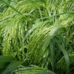 Засухоустойчивые сорта зерновых и проса разработали в Казахстане