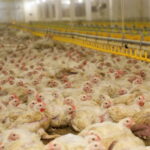 Птицефабрика зарабатывает 100 млн тенге в год на производстве электроэнергии из помета