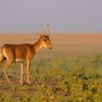 Фермеры просят разрешить отстрел сайгаков на своих полях