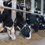 Современную молочную ферму на 400 голов запустили в Акмолинской области