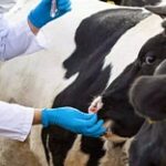 Ветеринаров и аграриев в Казахстане поддержат новыми выплатами и налоговыми льготами