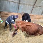 Батыс Қазақстанда ветеринариялық профилактикалық іс-шаралар барысы зерделенді