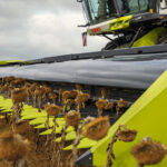 CLAAS объявляет о выводе на казахстанский рынок новых жаток для уборки подсолнечника и кукурузы