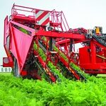 Овощи убирать «по-гриммовски»
