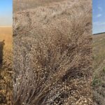Минимум потерь, максимум производительности: CLAAS TRION с CEMOS AUTOMATIC на уборке льна